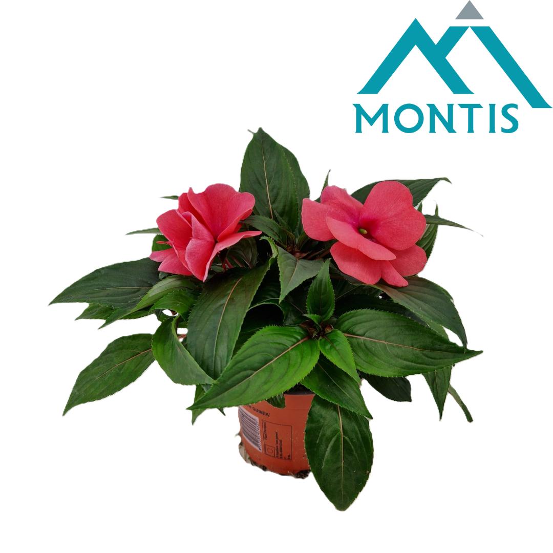 Impatiens ng. Colorpower Salmon 25cm 13cm Pot