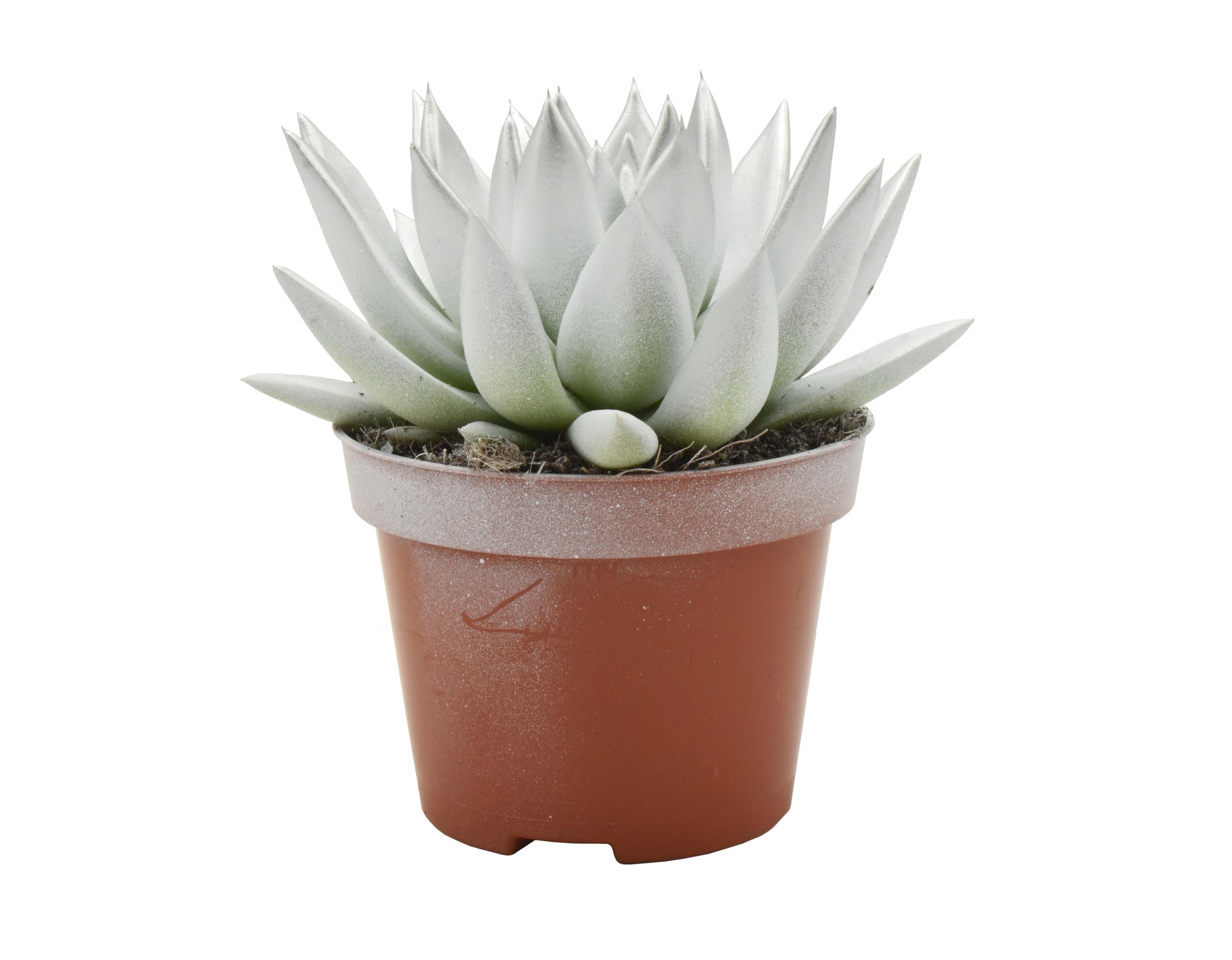 Echeveria Miranda 13cm 10.5cm Pot