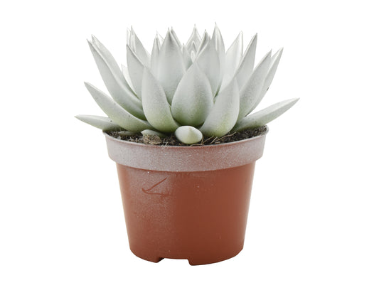 Echeveria Miranda 13cm 10.5cm Pot
