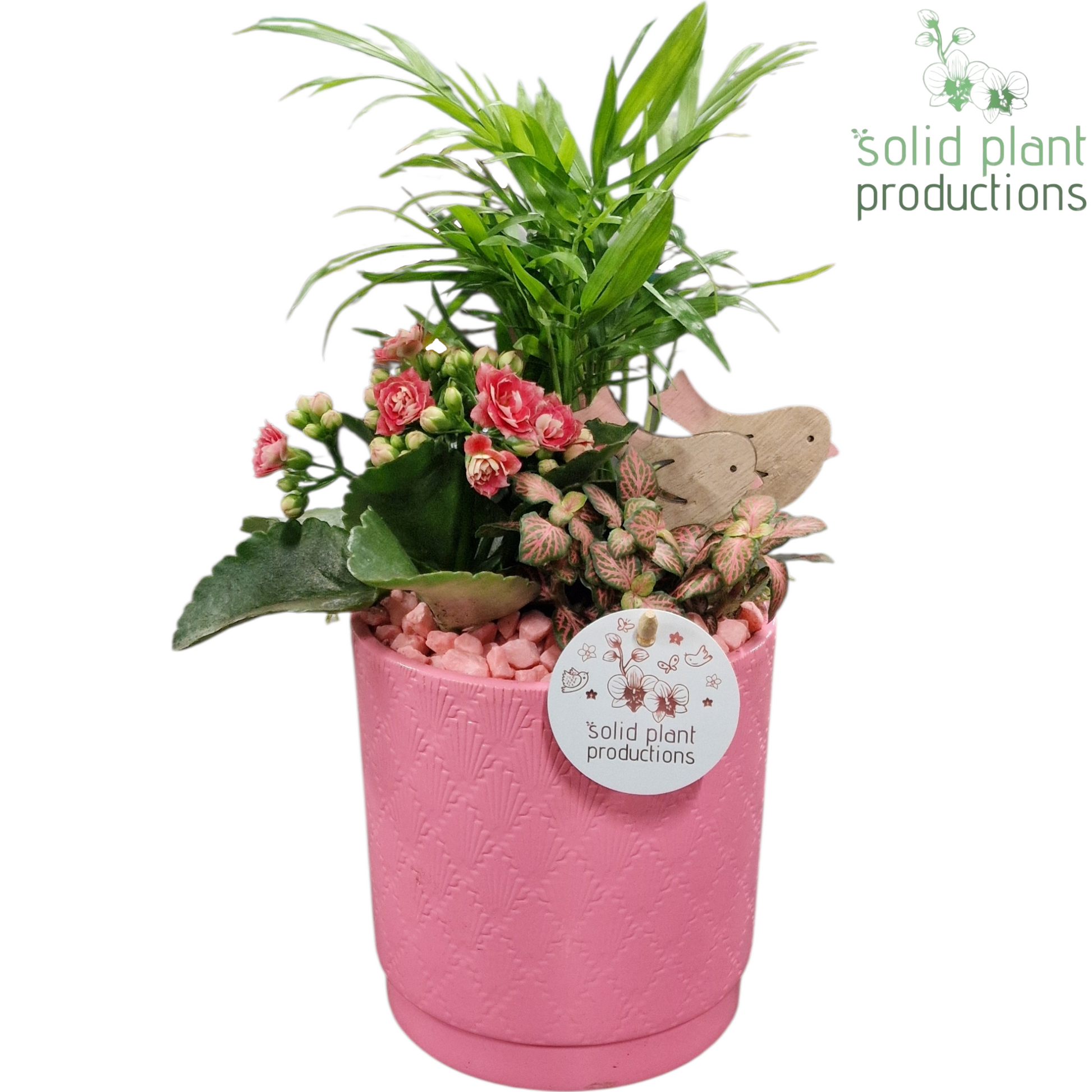CH001 Amy Pink 35cm 14cm Pot