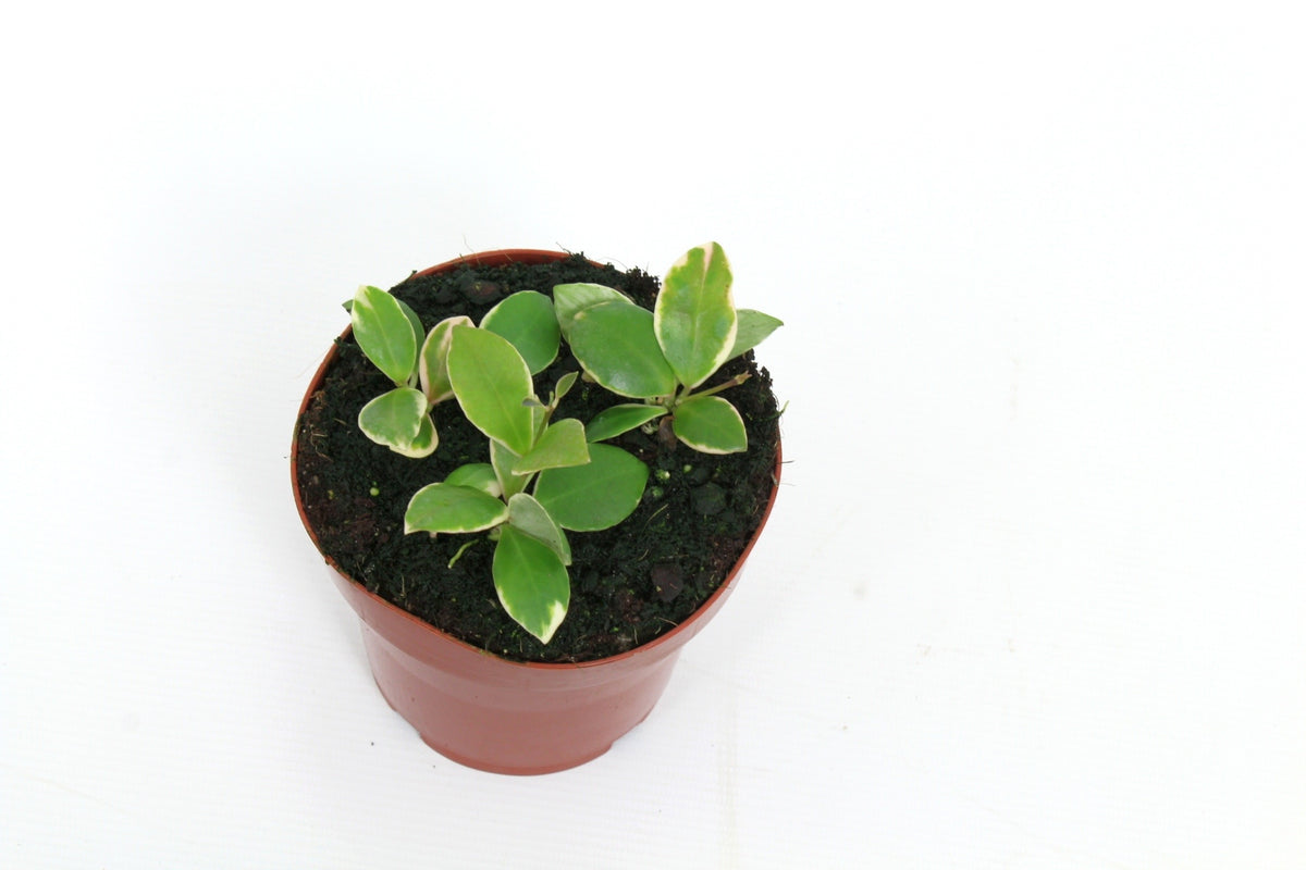 Hoya australis 15cm 12cm Pot