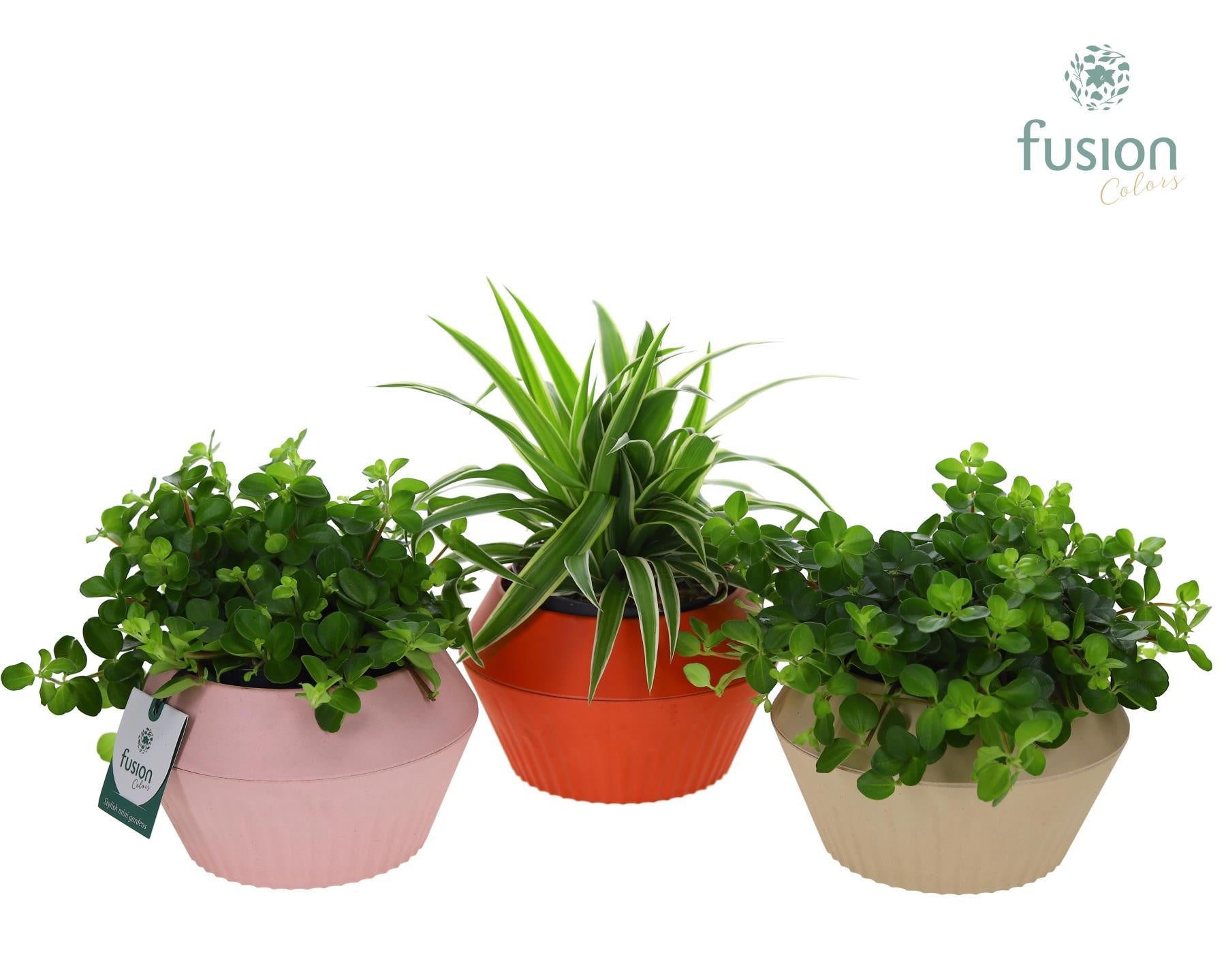 Biologisch afbreekbare pot met Groen plant 25cm 16cm Pot
