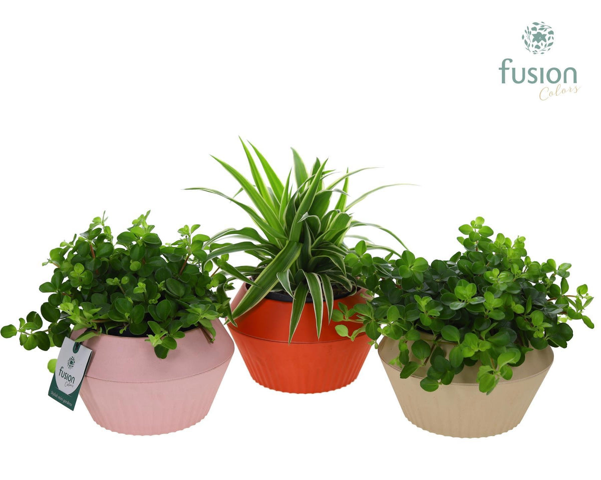EcoNature Pot met Groen plant 25cm 16cm Pot