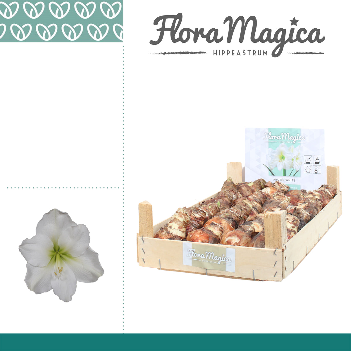 Hippeastrum (dry bulb)