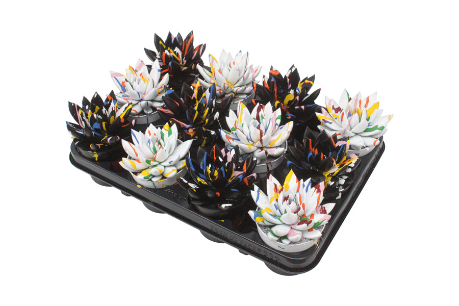 Echeveria colored Splash black&white 11cm Special Pot (508)