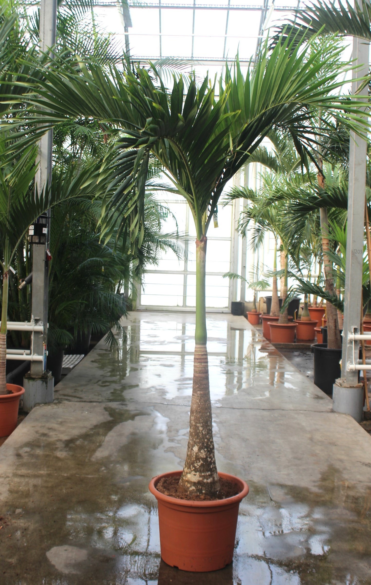 Carludovica palmata 270cm 55cm Pot