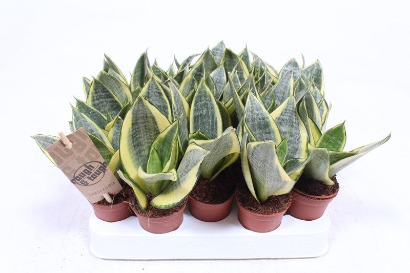 Sansevieria Golden Hahnii 12cm 6cm Pot