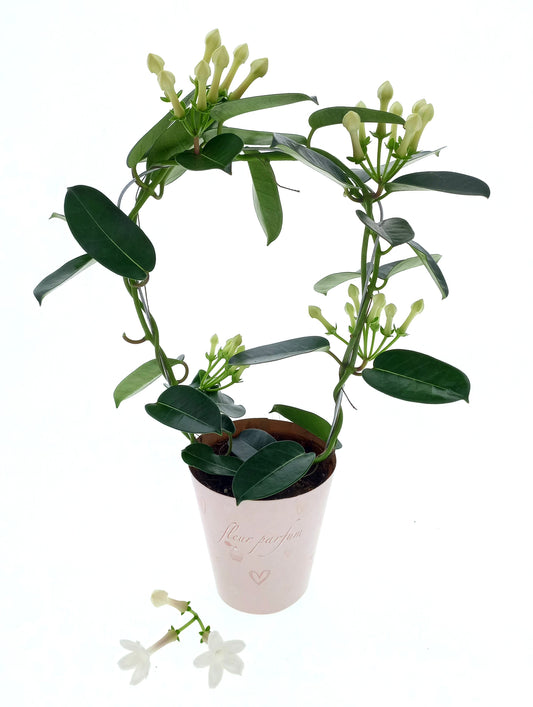 Stephanotis floribunda 45cm 12cm Pot