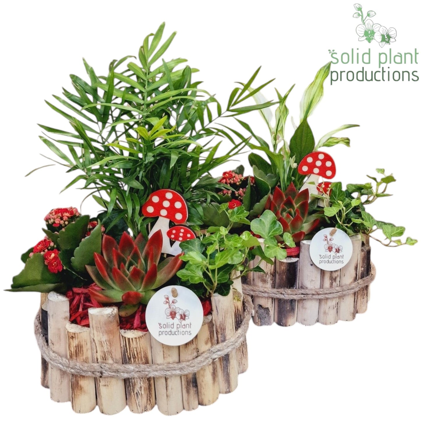 Solid Plant Productions HSCE003 Bologna Small Autumn Red Pack of 4