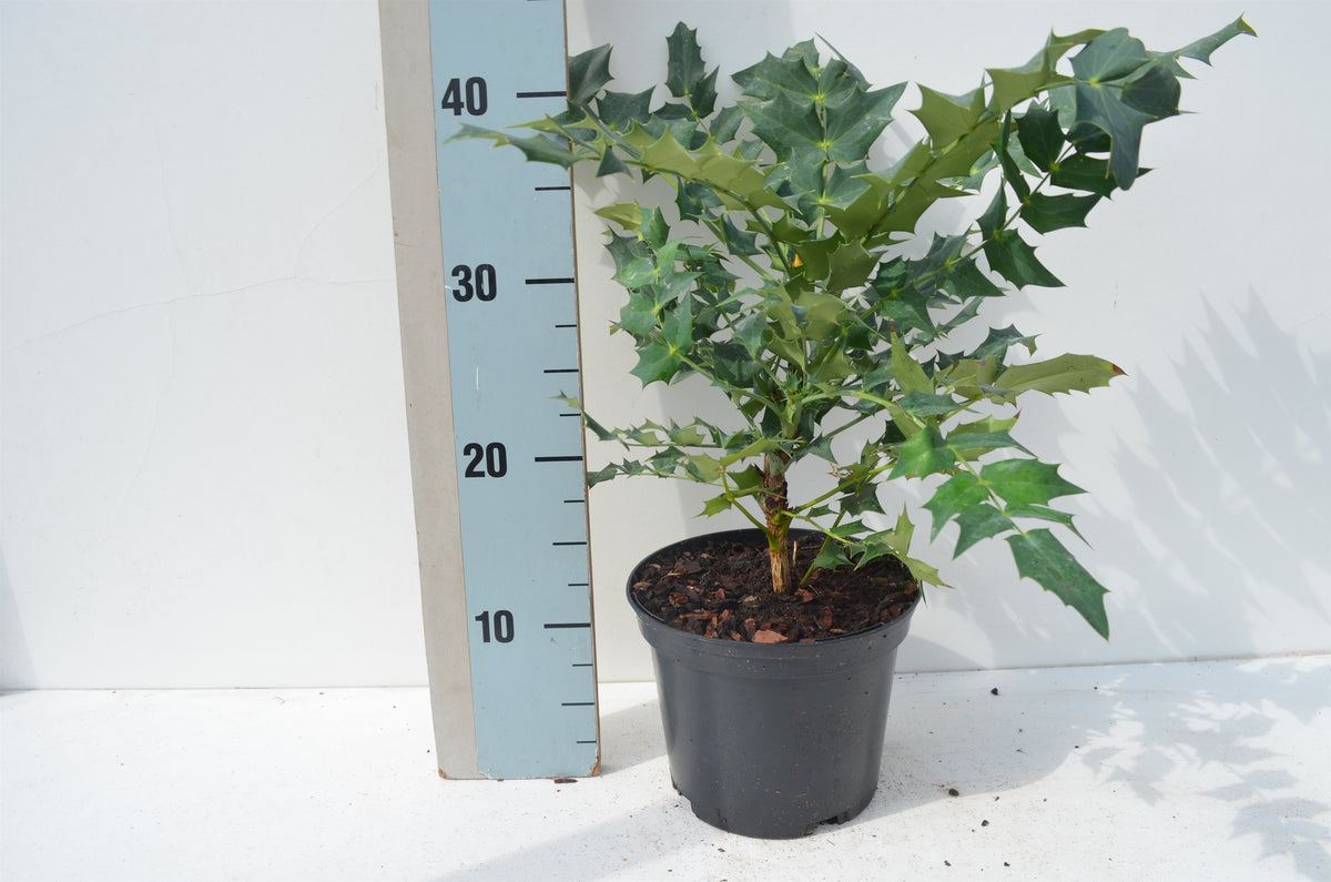 Mahonia med. Winter Sun 30cm 17cm Pot