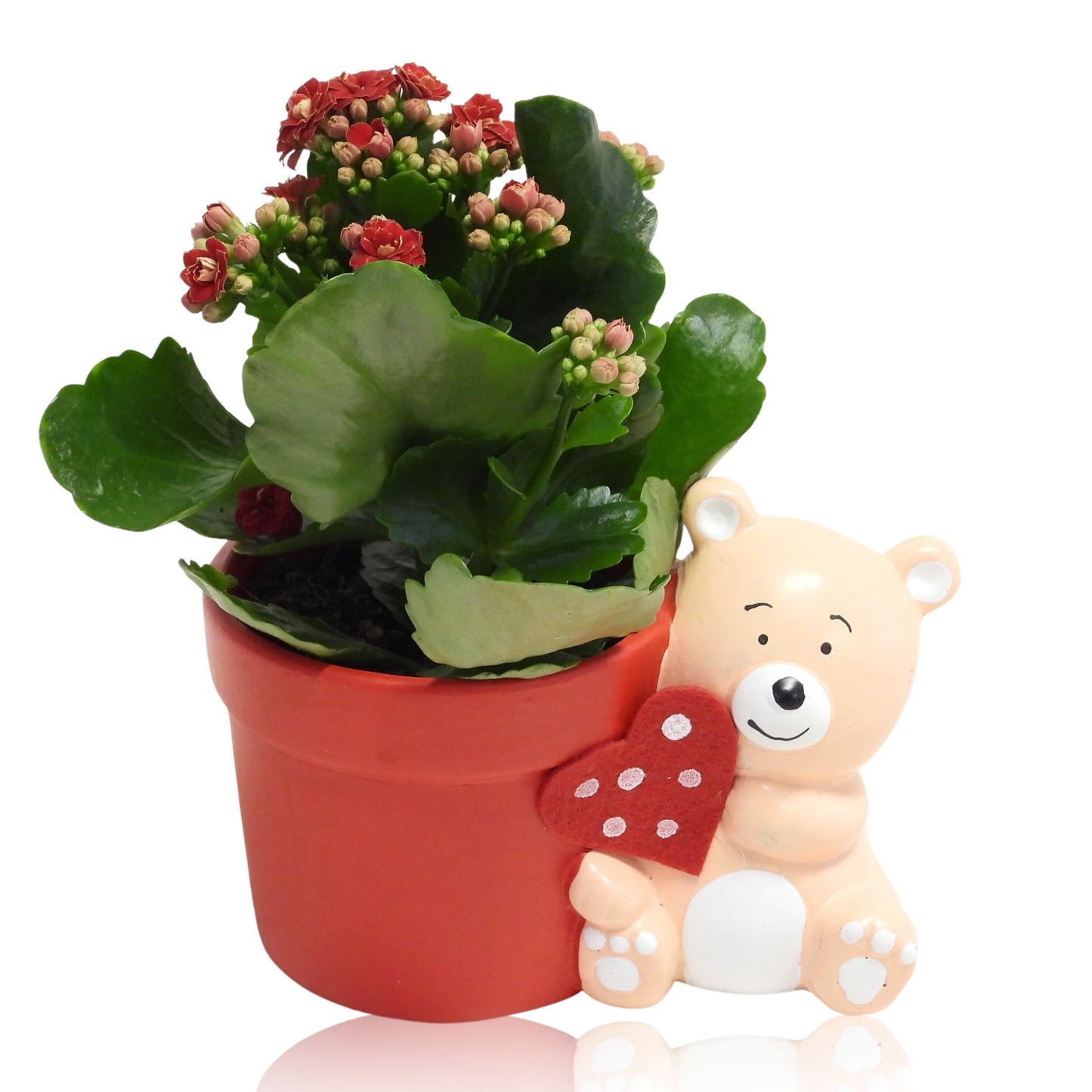 Outdoor arrangement 15cm 13cm Pot