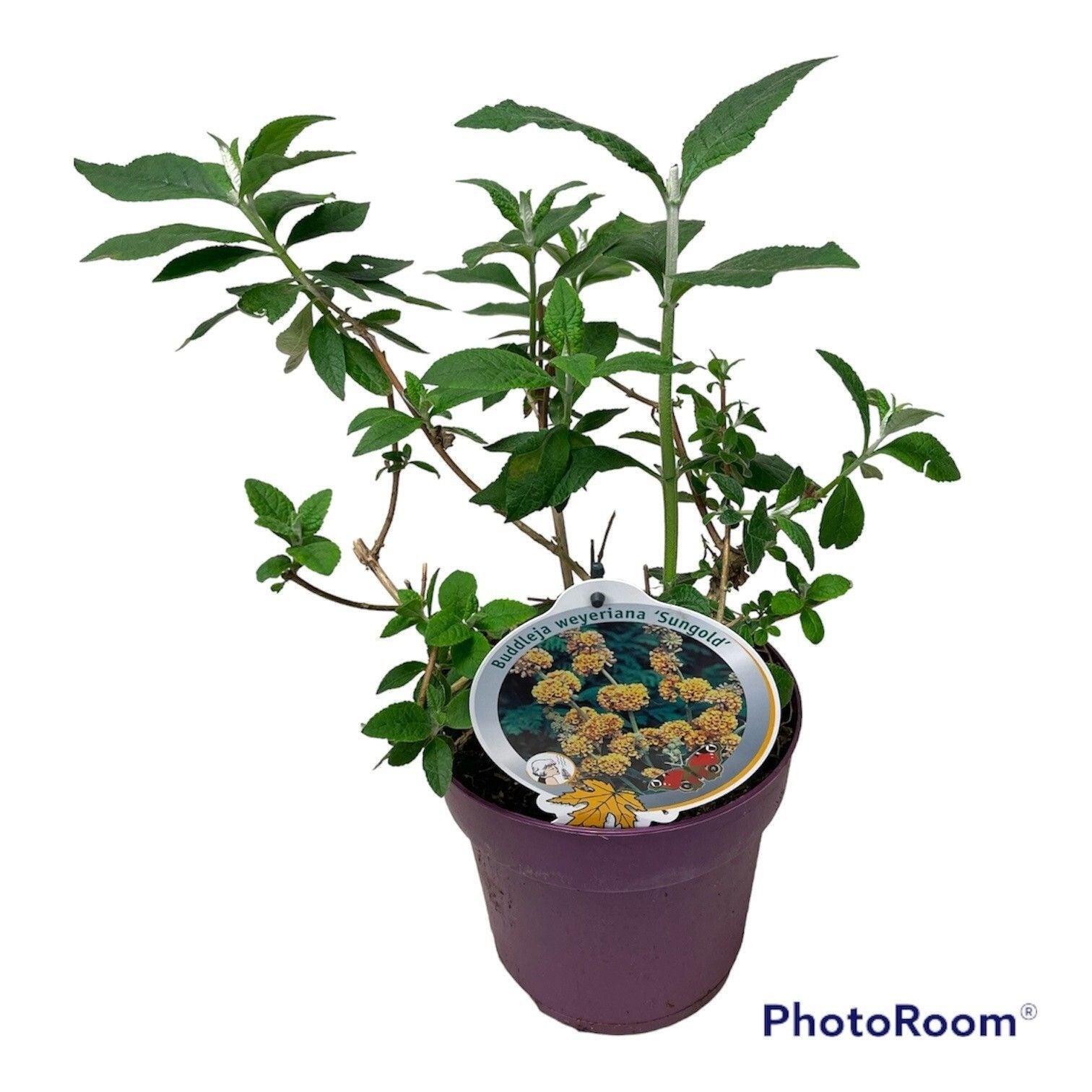 Buddleja wey. Sungold 50cm 19cm Pot