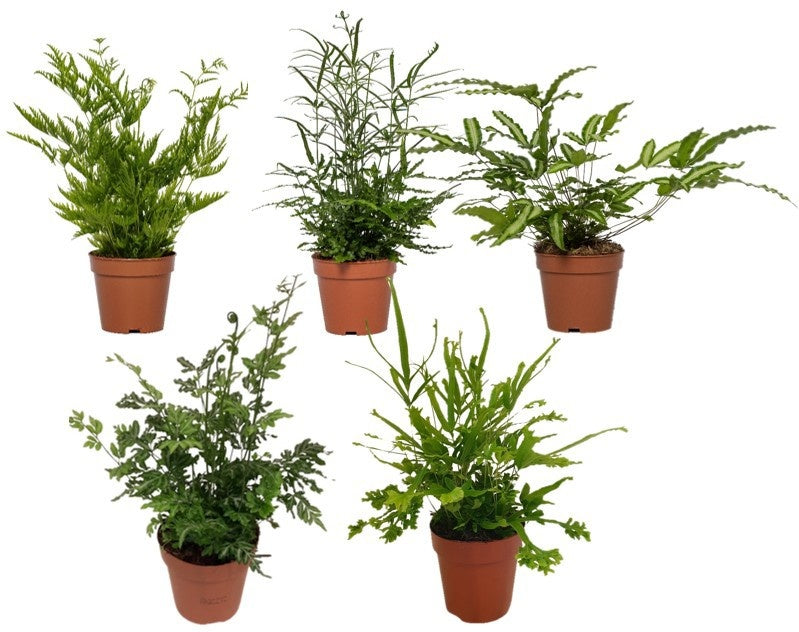 Ferns mix 40cm 12cm Pot