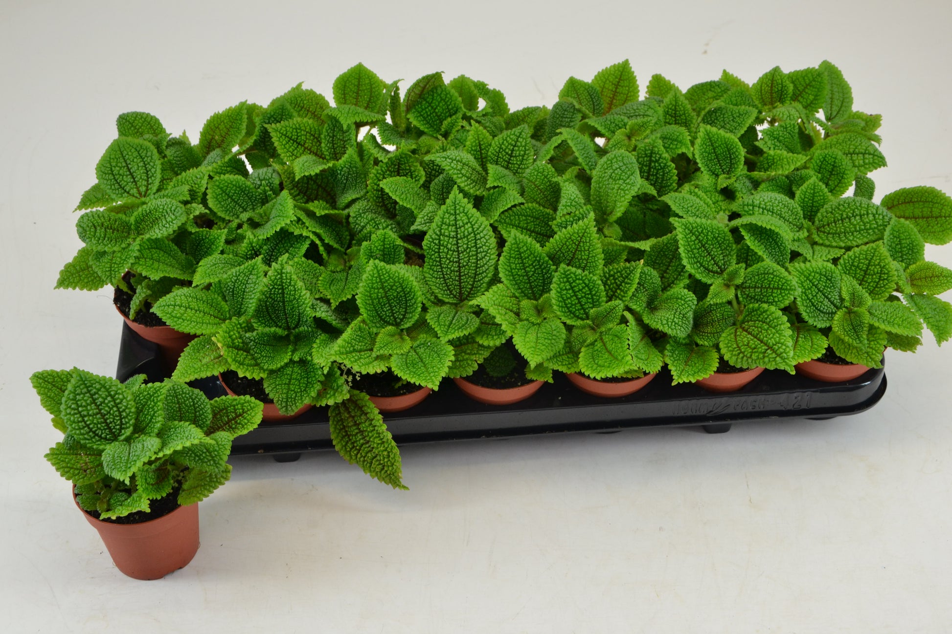 Pilea Moon Valley 10cm Special Pot (508)