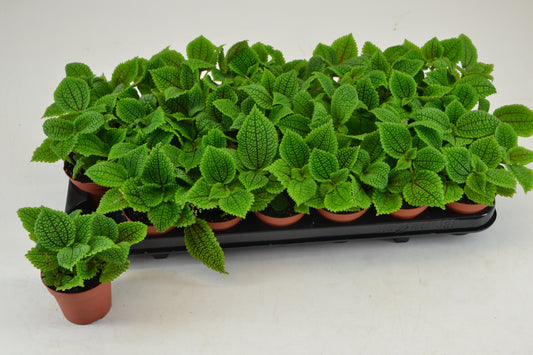 Pilea Moon Valley 10cm Special Pot (508)