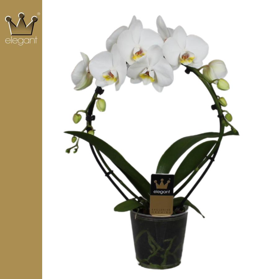 Bernhard New Variety Phalaenopsis white Pack of 5