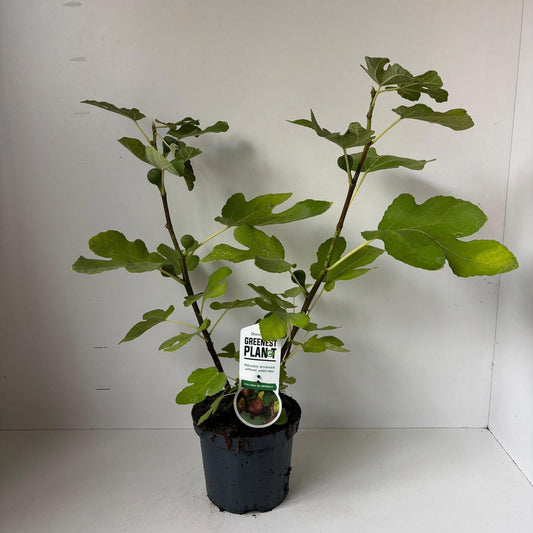 Ficus carica ("Fig") 65cm 19cm Pot