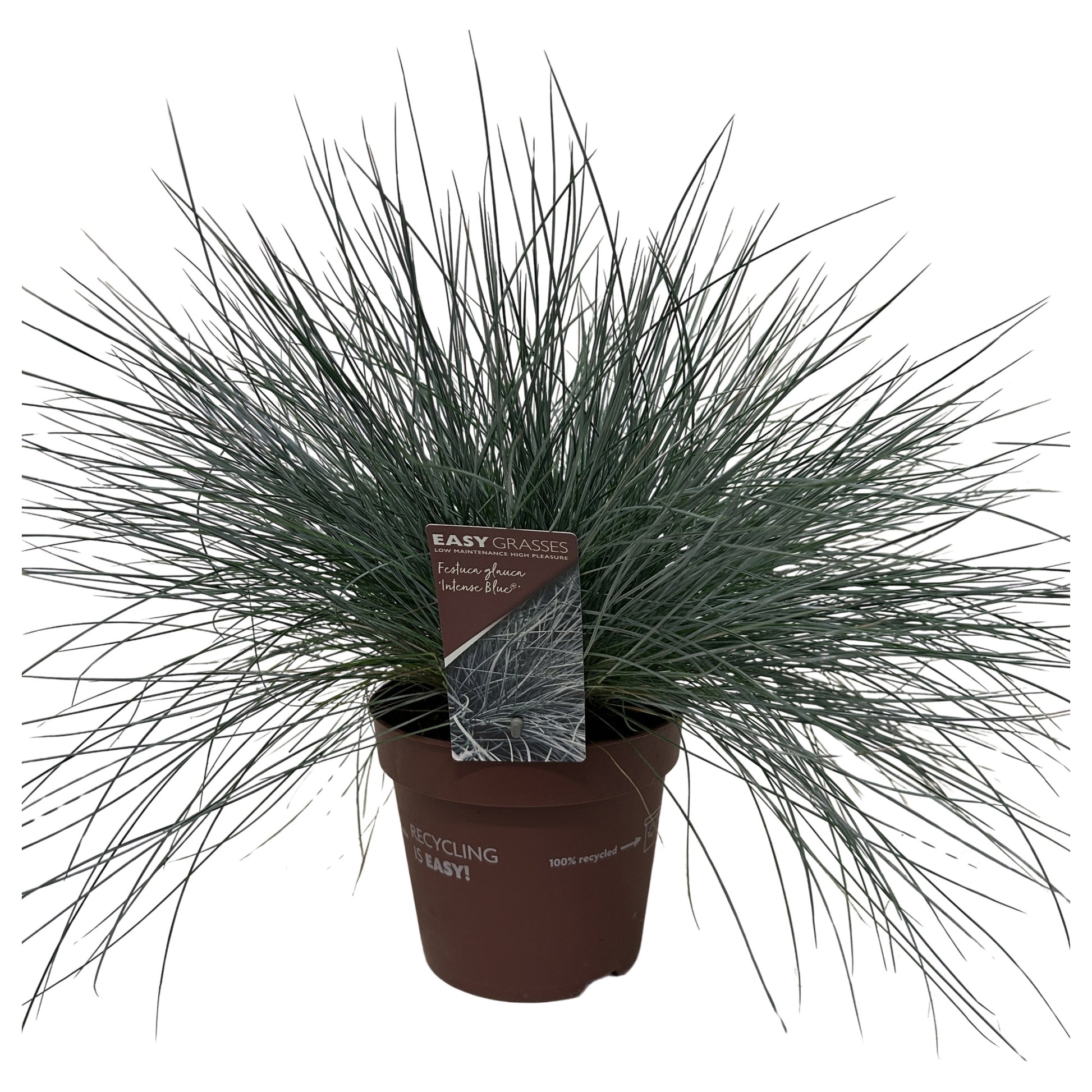 Festuca Intense Blue 30cm 17cm Pot