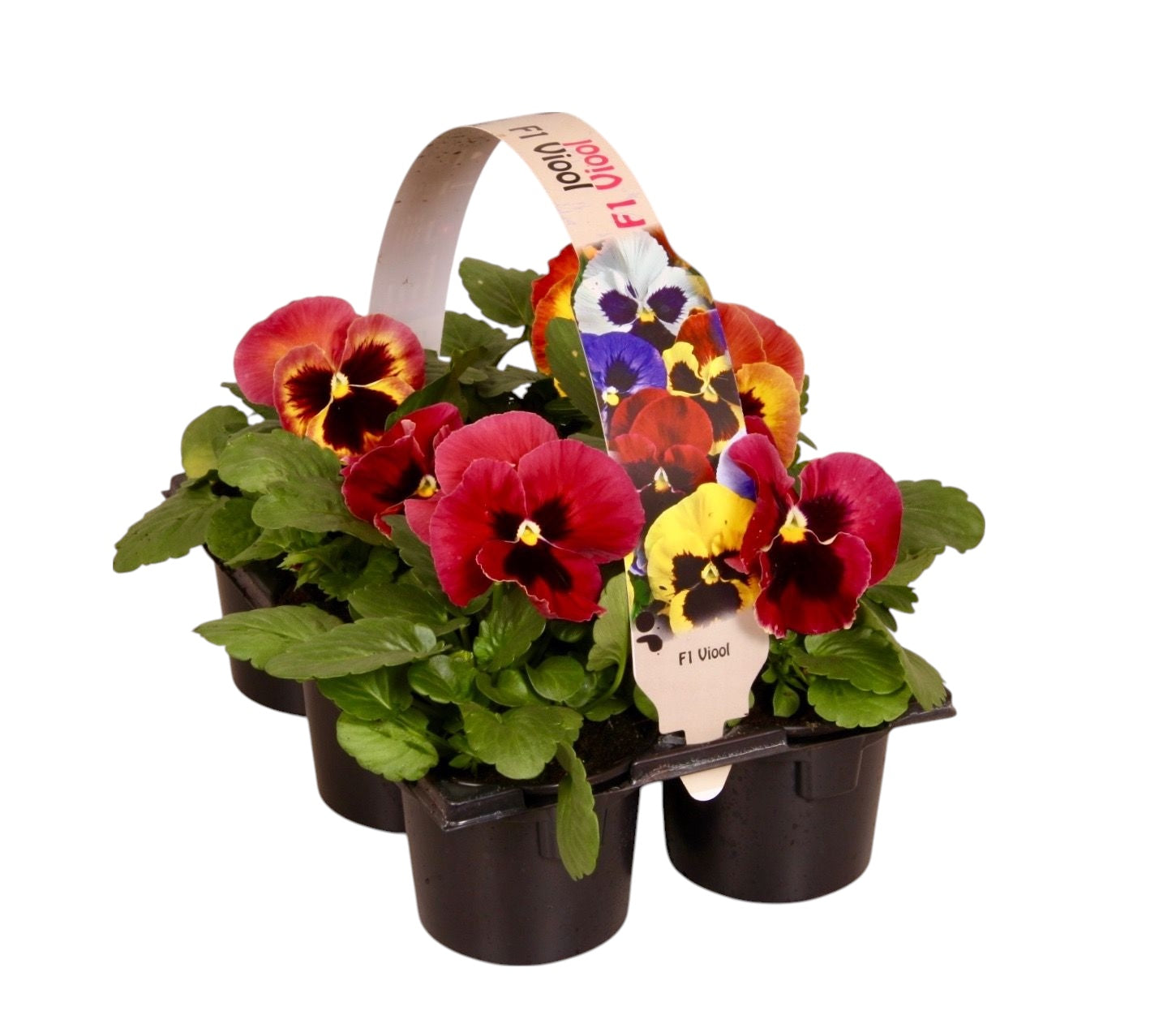 Zuidbaak Honselersdijk Viola Delta Yellow with Red Wing Pack of 14
