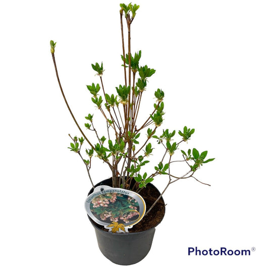 Enkianthus campanulatus 50cm 19cm Pot