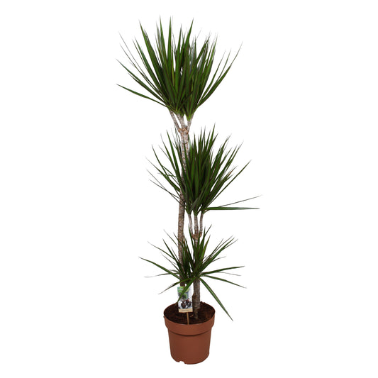Dracaena marginata 160cm 24cm Pot