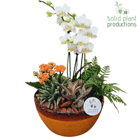 Solid Plant Productions PH083 Olivia Orange Phalaenopsis Pack of 2