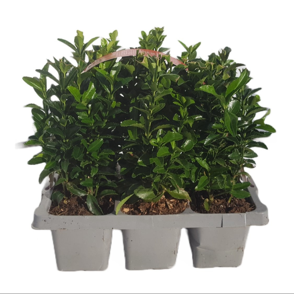 Euonymus Green Spire 20cm 1cm Pot