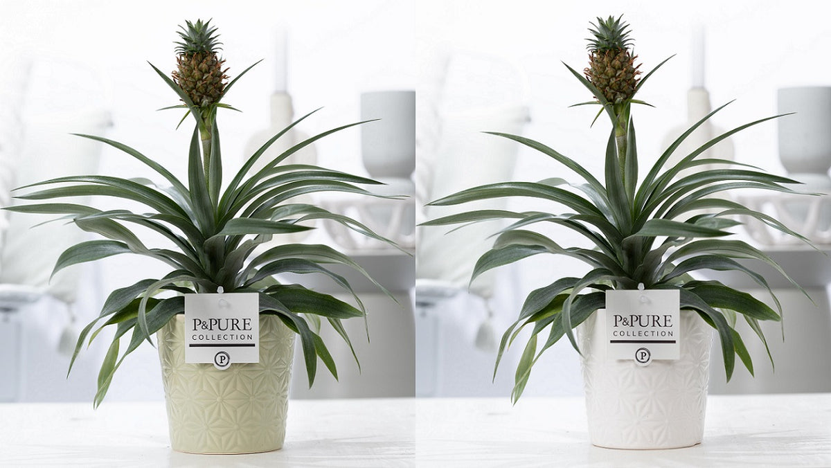 Ananas Rosita 35cm 12cm Pot