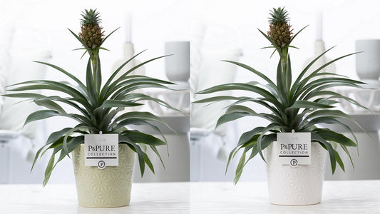 Ananas Rosita 35cm 12cm Pot