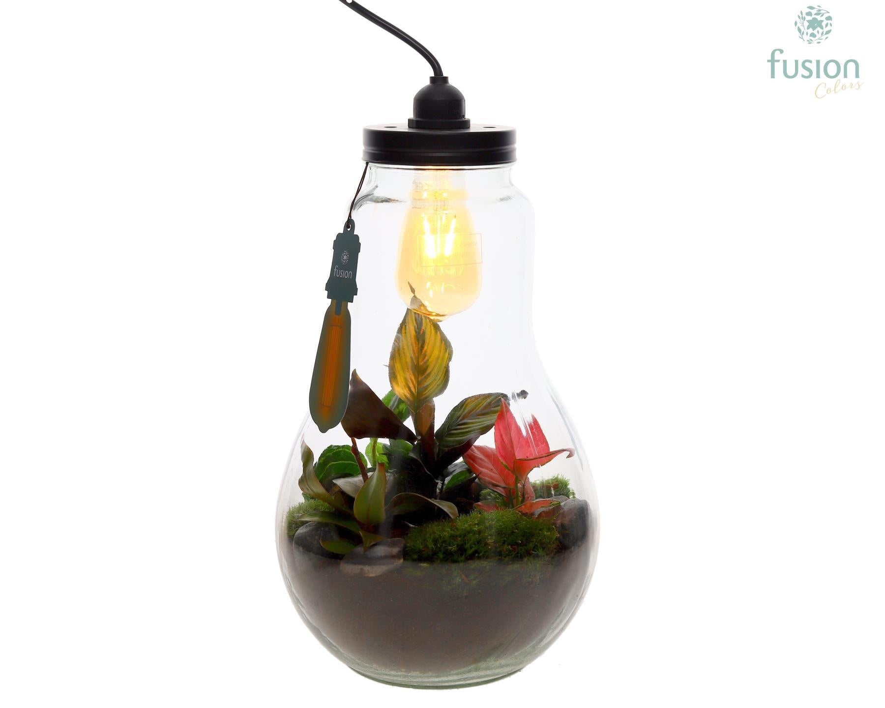 Glas Terrarium XXL met verlichting met Trendy groene planten 43cm 24cm Pot