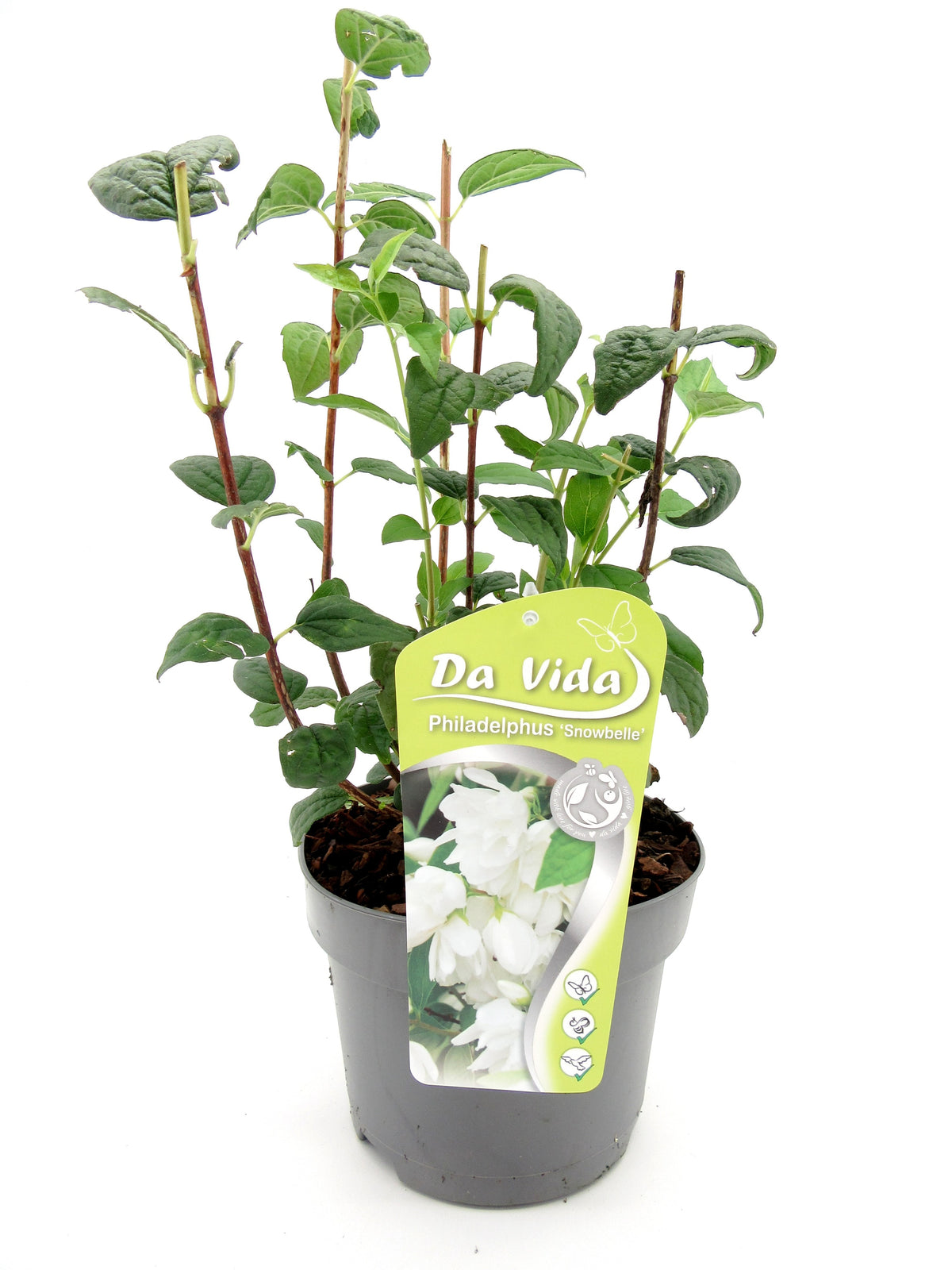 Philadelphus Snowbelle 35cm 19cm Pot
