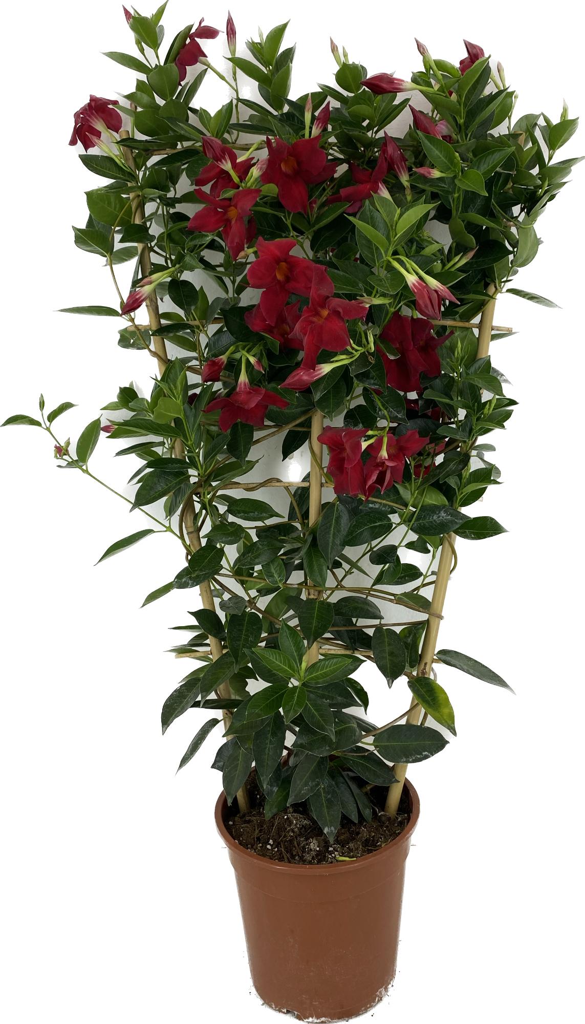 Mandevilla Rio Grande Scarlet 90cm 22cm Pot