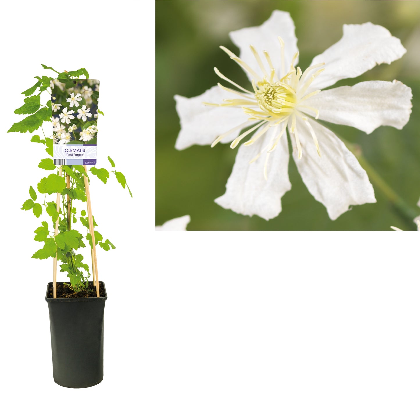 Starre BV, van der Clematis Paul Farges Pack of 4