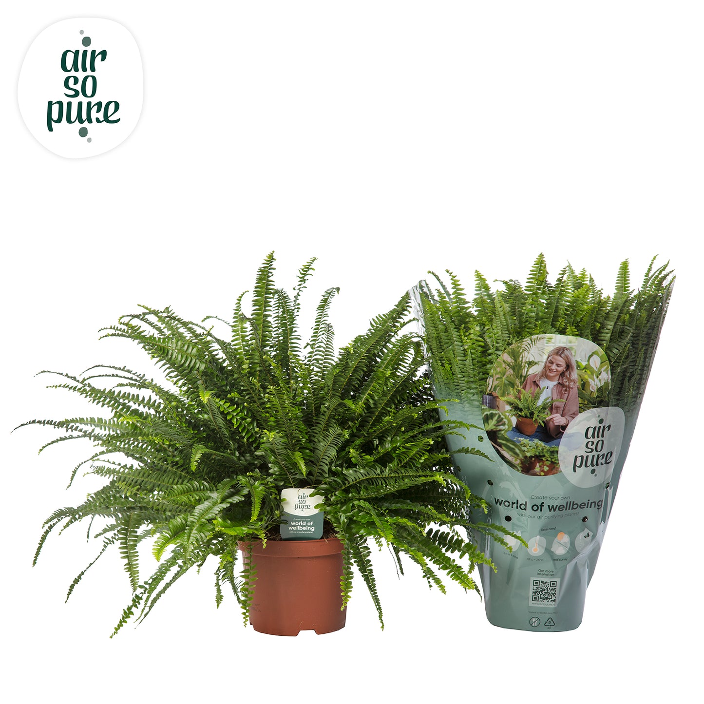 Raadschelders Varens Nephrolepis Green Lady Pack of 4