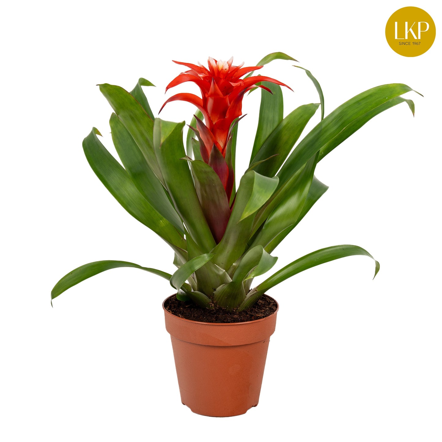 Guzmania Confetti 30cm 10.5cm Pot