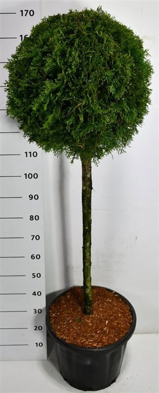 Thuja occidentalis Smaragd 180cm 40cm Pot