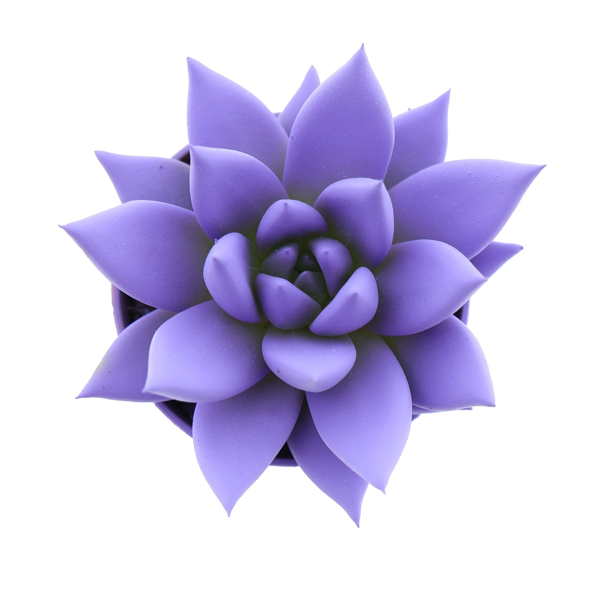 Rainbow dark milka 8cm 505cm Pot