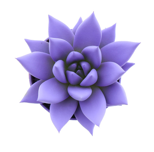 Rainbow dark milka 8cm 505cm Pot