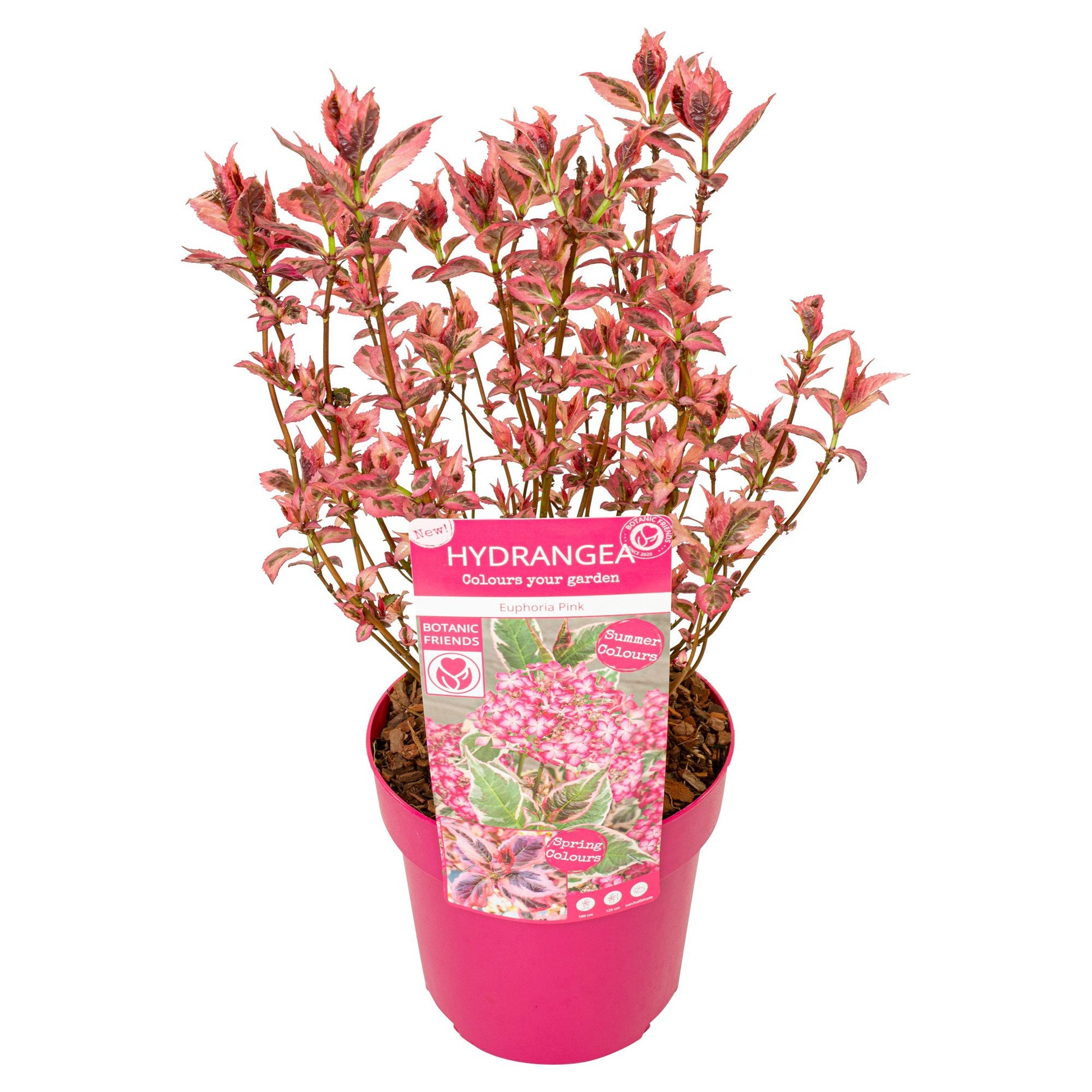 Hydrangea Euphoria Pink 40cm 19cm Pot