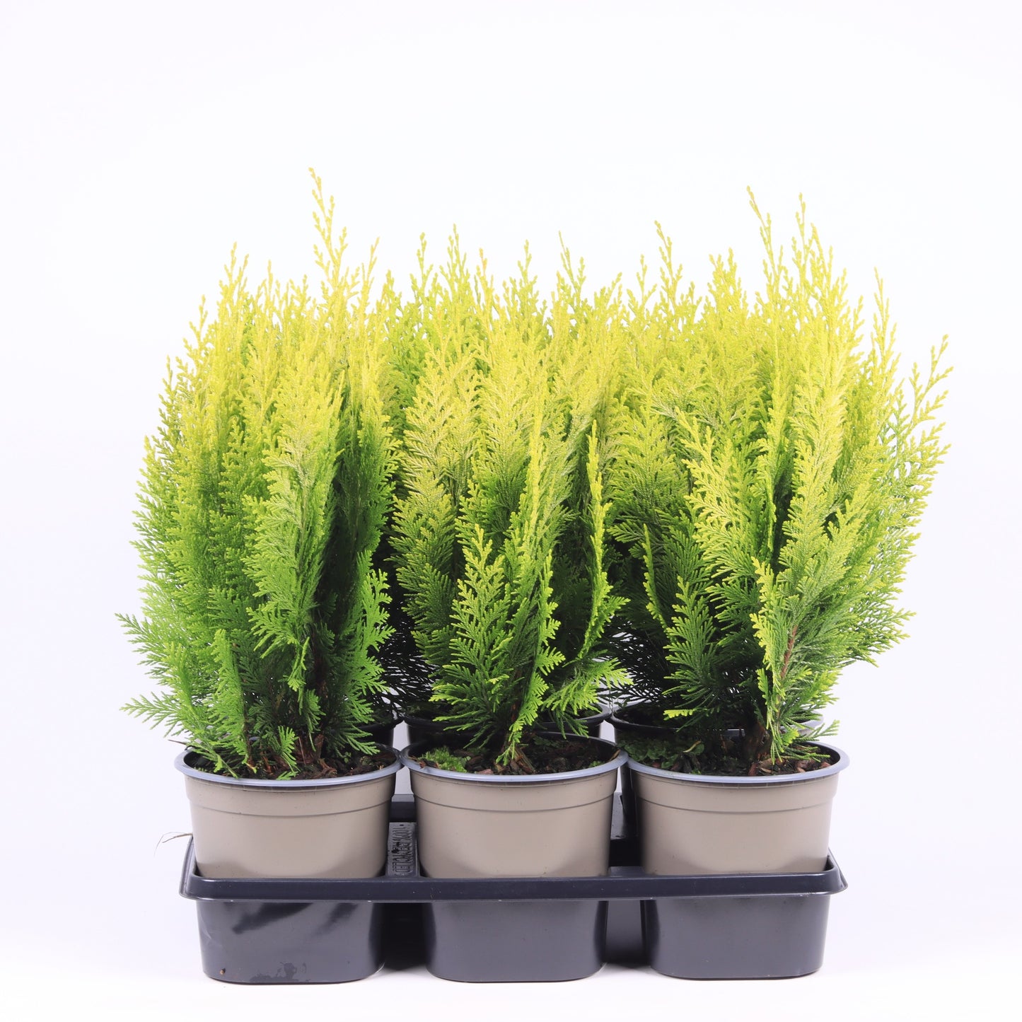 Chamaecyparis Ivonne 30cm 15cm Pot