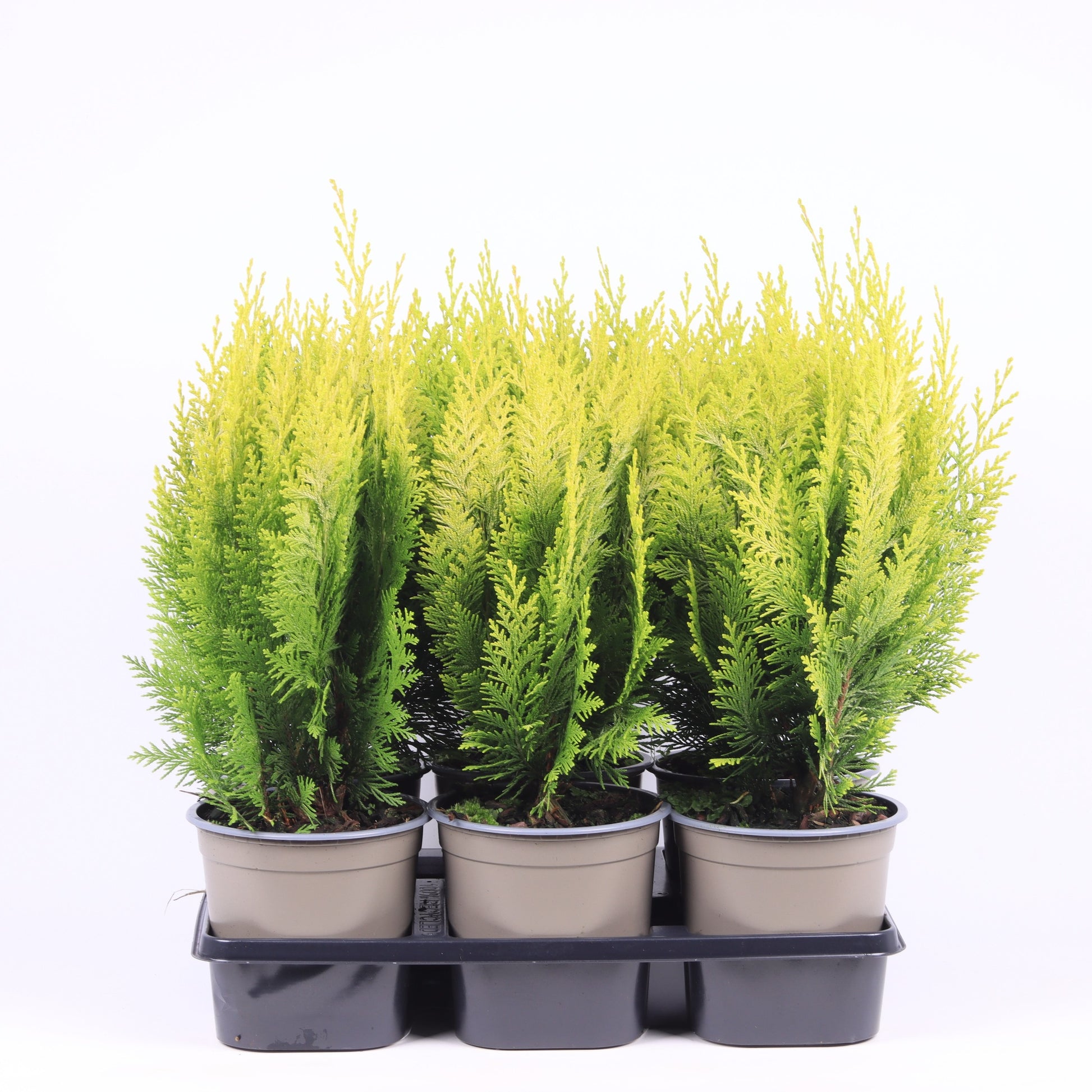 Chamaecyparis Ivonne 30cm 15cm Pot