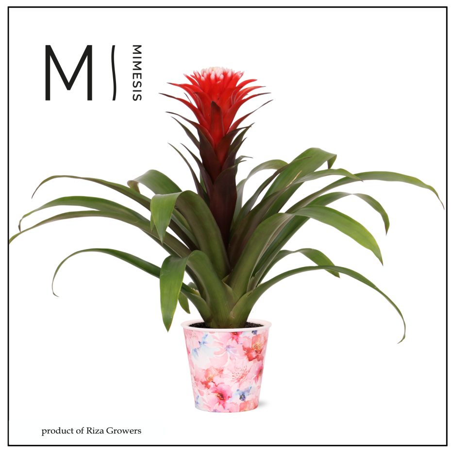 Guzmania mix 43cm 12cm Pot