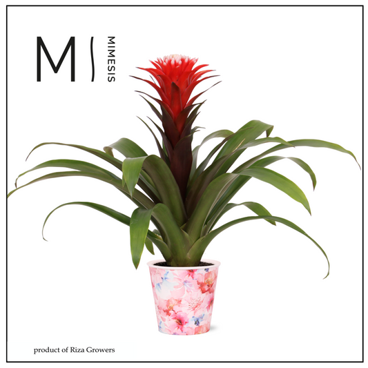Guzmania mix 43cm 12cm Pot