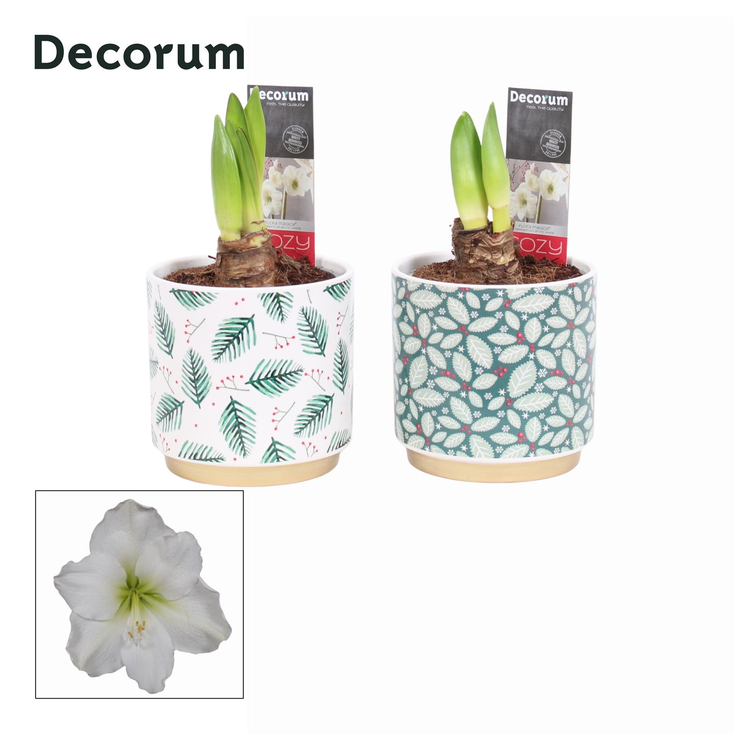 Vreugdenhil Bulbs & Plants Hippeastrum Pack of 4