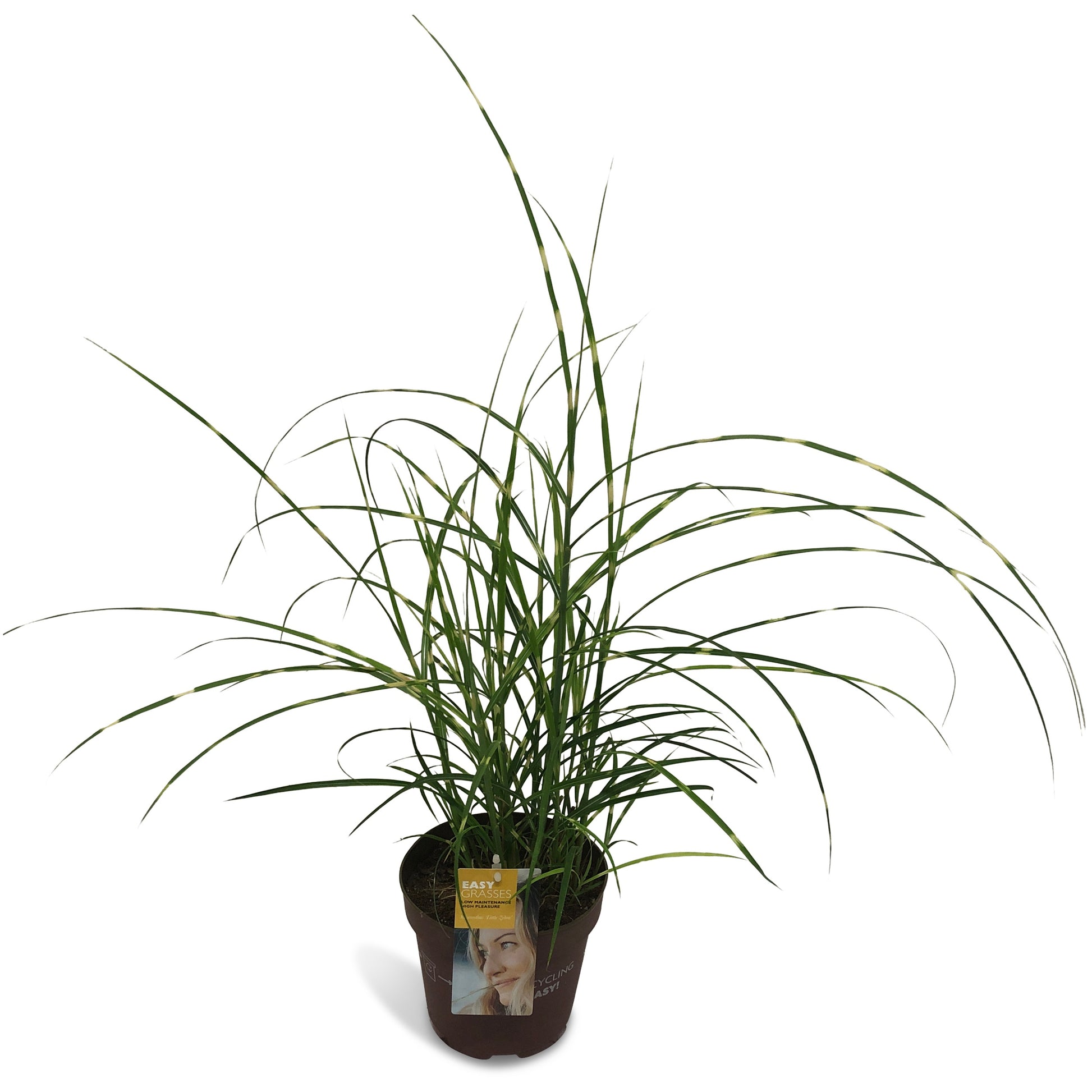 Miscanthus Zebrinus 65cm 17cm Pot