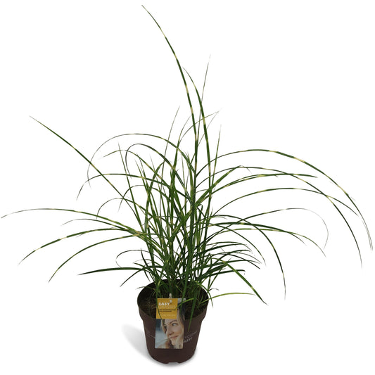 Miscanthus Zebrinus 65cm 17cm Pot