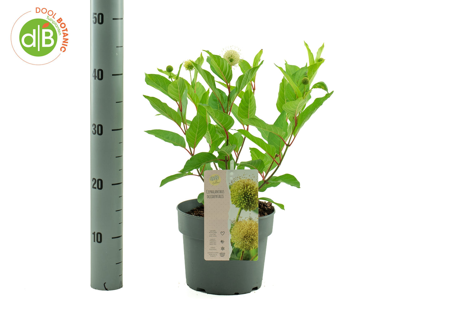 Dool Botanic Cephalanthus occidentalis Pack of 1