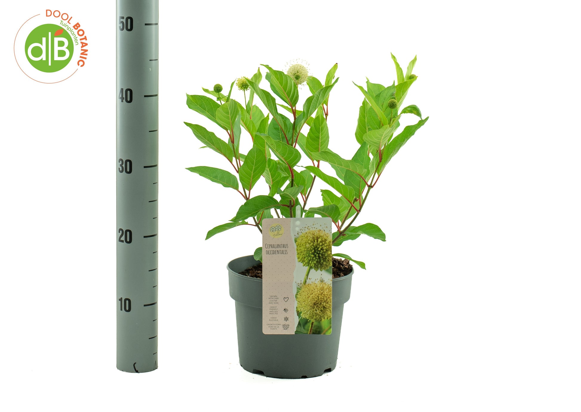 Dool Botanic Cephalanthus occidentalis Pack of 1