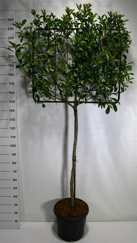 Photinia fraseri mix 240cm 48cm Pot