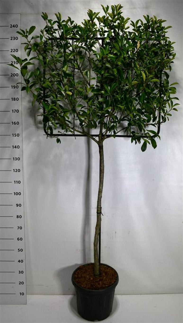 Bloemenkampen BV, Hkw. de Photinia fraseri mix Pack of 1